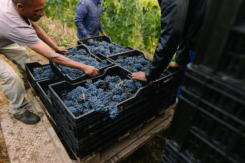 Hasher Family Wines Profile